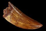 Serrated Carcharodontosaurus Tooth - Beautiful Preservation #159448-1